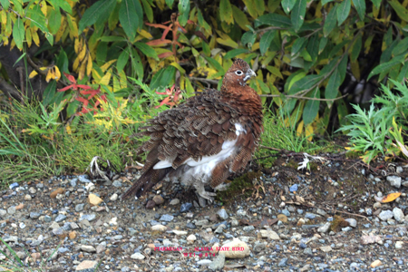 0 7 4    WITH    TEXT